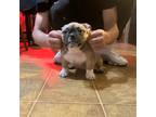 Mutt Puppy for sale in Waterbury, CT, USA