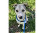 Adopt Sniffer a Mixed Breed