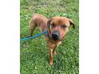 Adopt Loki a Rhodesian Ridgeback, Mixed Breed