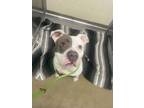 Adopt Dog Marley a Pit Bull Terrier, Mixed Breed
