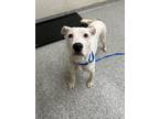 Adopt Idaho a Terrier, Mixed Breed