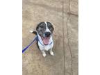 Adopt Crash Bandit a Hound, Mixed Breed