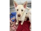 Adopt Swiss a Mixed Breed