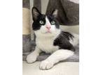 Adopt Bubba a Domestic Short Hair