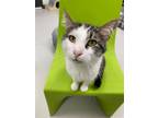 Adopt Pat a Domestic Short Hair