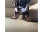 Bulldog Puppy for sale in Dayton, OH, USA