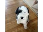 Old English Sheepdog Puppy for sale in Newburgh, NY, USA