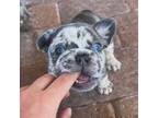 French Bulldog Puppy for sale in West Palm Beach, FL, USA