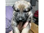 German Shepherd Dog Puppy for sale in South Windsor, CT, USA