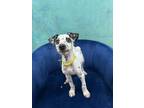 Adopt Pongo a Dalmatian, Mixed Breed