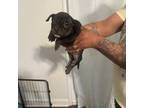 Mutt Puppy for sale in Charleston, SC, USA