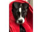 Adopt Pickles a Boston Terrier, Mixed Breed