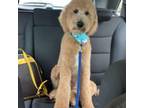 Goldendoodle Puppy for sale in Greenwood, MS, USA