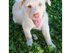 Australian Labradoodle Puppy for sale in Morganton, NC, USA