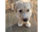 Australian Labradoodle Puppy for sale in Morganton, NC, USA