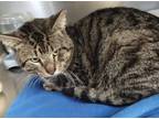Adopt Satchimo a Domestic Short Hair