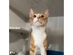 Adopt Dagan a Domestic Short Hair