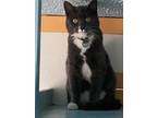 Adopt Bobert a Domestic Short Hair