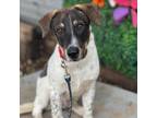 Adopt Rooster Hannigan a Mixed Breed