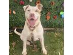 Adopt Scotty a Pit Bull Terrier