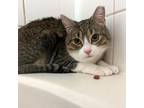 Adopt Ernie a Domestic Short Hair