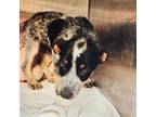 Adopt Steel a Australian Cattle Dog / Blue Heeler