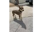 Adopt MUNSTER a Australian Cattle Dog / Blue Heeler, Mixed Breed