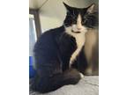 Adopt Felix a Domestic Medium Hair