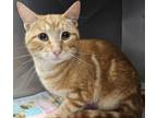 Adopt Alfie a Domestic Short Hair