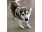 Adopt Mastin Mellow Yellow 58246 a Husky