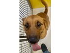 Adopt Mikey Miller 57673 a Shepherd, Labrador Retriever