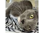 Adopt Archer a Domestic Short Hair