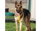 Adopt Triton a German Shepherd Dog, Mixed Breed