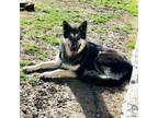 Adopt Allister a German Shepherd Dog, Mixed Breed