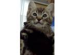 Adopt SKITTLES a Domestic Short Hair