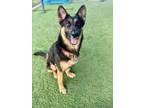 Adopt TINY a German Shepherd Dog