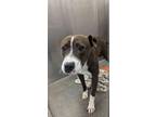 Adopt MICKY a Pit Bull Terrier