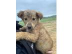 Adopt 55728858 a German Shepherd Dog, Mixed Breed