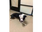 Adopt Kyle a Pit Bull Terrier, Mixed Breed
