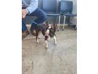 Adopt Reptar a Boston Terrier, Mixed Breed