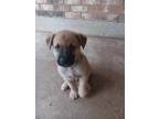 Adopt Winston a German Shepherd Dog, Mixed Breed