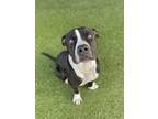 Adopt Taz a Pit Bull Terrier, Mixed Breed