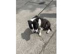 Adopt 55739116 a Pit Bull Terrier, Mixed Breed