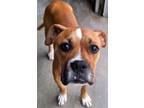 Adopt 55739973 a Boxer, Mixed Breed