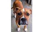 Adopt Dill a Boxer, Mixed Breed