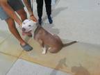 Adopt 55739813 a Pit Bull Terrier, Mixed Breed