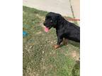 Adopt Zeus a Rottweiler, Mixed Breed