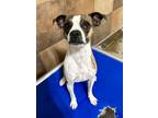 Adopt Walter a Boston Terrier, Mixed Breed