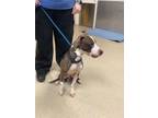Adopt King Bruno a Pit Bull Terrier, Mixed Breed