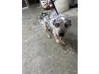 Adopt Spice a Cattle Dog, Mixed Breed